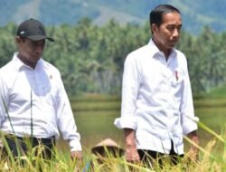 Didampingi Mentan Amran Kunjungi Panen Padi di Sigi, Jokowi: Bagus